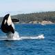 World's oldest known killer whale Granny dies 