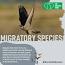 The Fascinating World of Bird Migration ile ilgili video
