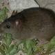 Barrier Reef rodent is first mammal declared extinct due to climate change 