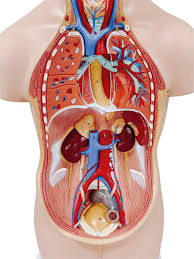 人体解剖|人体解剖学チャート ポスターサイズ 自律神経系S ラミネートバンの卸・通販 | ビューティガレージ