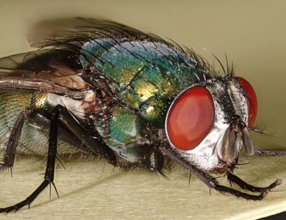 green bottle fly - Entomology Today