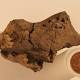 The world's first fossilized dinosaur brain may have been found 