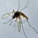 Birth defects are common for Zika-infected pregnant women in the US 