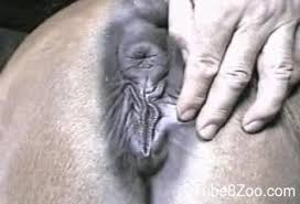 Man fucks horse pussy jpg x Man fucks horse pussy