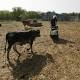 Texas Tech, A&M play high-stakes Texas hold 'em to build a new veterinary school - Dallas News