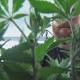 Clearing the air after the legalization of pot in Nevada 