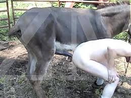 Man fucking horse jpg x Man fucking horse