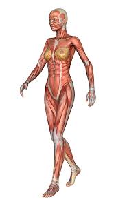 解剖 裸 女|裸の女性の性器の解剖学 3Dモデル $7 - .obj - Free3D