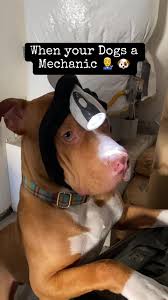 dog fucks helper motherless|Search - would bang | MOTHERLESS.COM ™