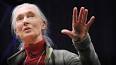 Jane Goodall: Primatların Rahatlatıcı ile ilgili video