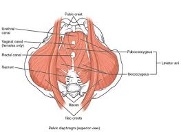 pubis spread|Pediculosis pubis - wikidoc