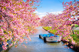 川津桜|桃色のトンネルをくぐる！河津桜まつりの絶景と見どころをご紹介 | たびらい観光情報