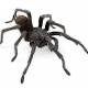 New species of tarantula found near Folsom Prison named for Johnny Cash 