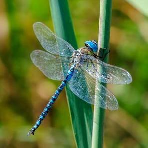 Dragonflies are the Perfect Model for Future Aerial Drones ...