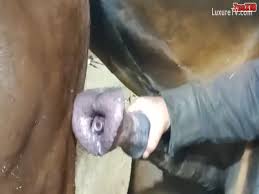 Ae dea anal horse cum drinking jpg x Stallion cum