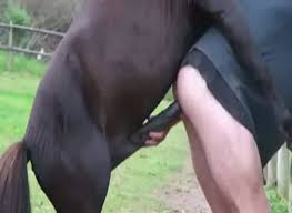 Man fucking horse jpg x Man fucking horse