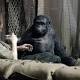 REVIEW: 'Dawn of the Planet of the Apes'