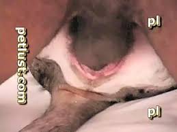 Sexy sluts having sex with dogs in dog porn compilation luxuretv jpg x Sex with female dog