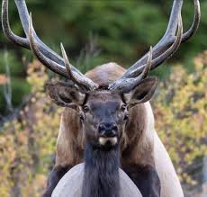 Fucking deer in all holes man fucks animal extrem sex and taboo porn jpg x Man fucks deer