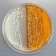 Home-brewed heroin? Scientists create yeast that can make sugar into opiates 