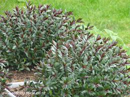 omeogle hebe|Hebe-Raspberry-Ripple-001 - PlantHaven International