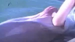 Dolphin follows woman in the water luxuretv jpg x Fucks dolphin