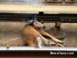 Man fucks deer jpg x Man fucks deer