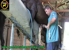 Stallion cum jpg x Stallion cum