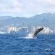 Hawaii whales off endangered list - Honolulu Star