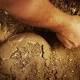 Dinosaurs, like modern animals, had septic arthritis too 