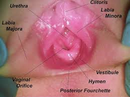 hymen child|Imperforate hymen presenting as vaginal cyst in a 16-month-old child –  considerations for an early diagnosis - Nedeljka Glavan, Herman Haller,  Alemka Brnčić–Fischer, Lana Glavan-Gačanin, Damir Miletić, Nives Jonjić,  2016