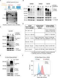 lsm nudes 020|A cytoskeleton regulator AVIL drives tumorigenesis in glioblastoma | Nature  Communications