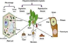 pedo onion cum|Trump Informs Nation They Better Start Liking Those Little Canned Wieners  https://theonion.com/trump-informs-nation-they-better-start-liking-those-little-canned-wieners/
