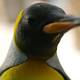 Two Huge (Fowl) Reasons Flying Cars Are Nonsense (A Lark), One Of Them Bird Based 