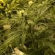 A powerful new form of medical marijuana, without the high 