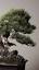 The Art of Bonsai: Miniature Trees with Monumental Significance ile ilgili video