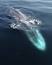 Les baleines bleues : Les plus grands animaux de la planète ile ilgili video