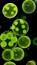 Hücre Bölünmesi: Temel Türler ve Etkileri ile ilgili video