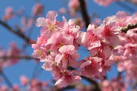 川津桜|河津桜（2025年の河津桜まつり、見頃、名所など） - ウォーカープラス