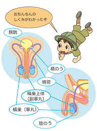 女児　おしっこ|小児用 採尿パック 2個 尿検査 採尿袋 採尿バッグ 乳児 幼児 - メルカリ