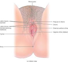 pubis spread|ResearchGate