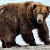 Bear Attack Live Stream