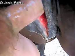 Guy fucks super hot mare gaybeast bestiality porn with man jpg x Man fucks mare