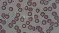 Hücre Biyolojisi: Hücrelerin İnşa Blokları ile ilgili video