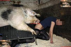 Big pig showing this woman who is the boss jpg x Pig fucks woman