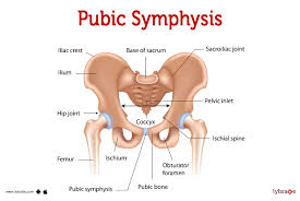 pubis spread|Shockwave Therapy: A Non-Surgical Osteitis Pubis Treatment ...