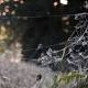 Australian Spiders Cover Town in Giant Web 