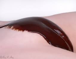 Wow i just love creamy dripping chocolate pussy jpg x Chocolate pussy