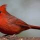 How Birds Became Red 