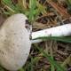 Deadly mushroom found growing in WA officially identified after being collected 25 years ago 